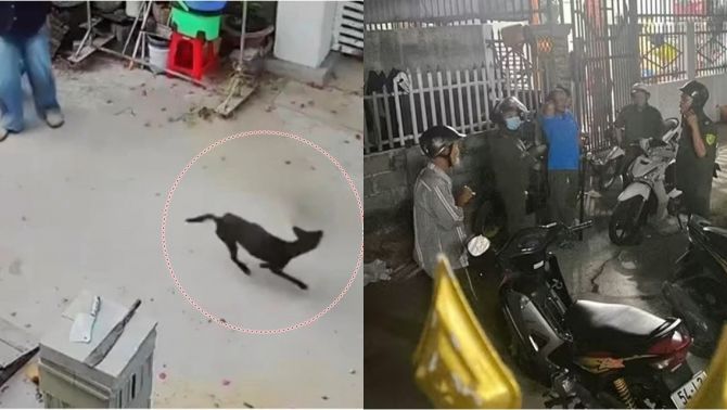 12 người ở Lâm Đồng bị chó nghi mắc bệnh dại tấn công, camera ghi lại cảnh tượng con vật lao vào