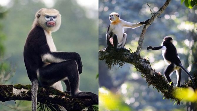 Loài vật quý hiếm cả thế giới chỉ duy nhất Việt Nam mới có, giới khoa học tìm mọi cách để ‘cứu’