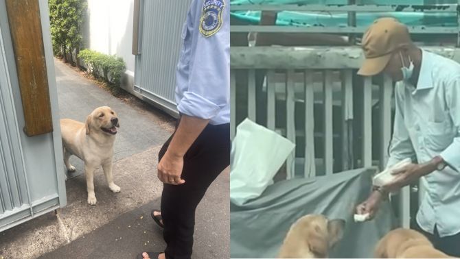 Sự thật bất ngờ về cụ ông nhặt ve chai nuôi chó nhà giàu ở TP HCM: Cuộc sống cụ ông khác xa lời đồn