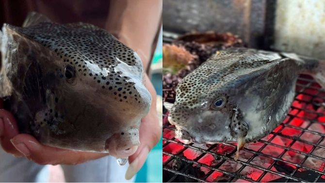 Du khách Hà Nội tố bị ‘chặt chém’ con cá gần 3 triệu đồng/kg, các chủ nhà hàng ở Nha Trang lên tiếng