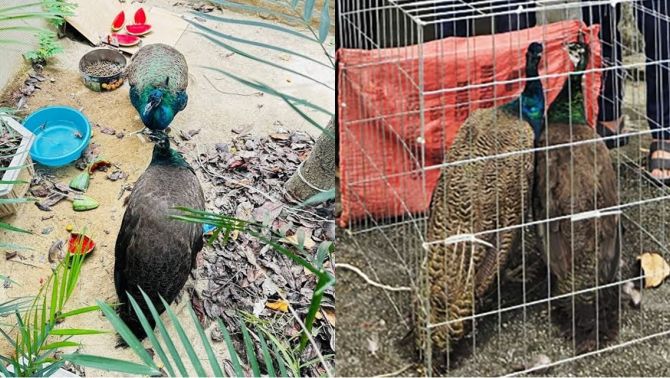 Cái kết không ai ngờ đến vụ nhặt được 2 con chim lạ ở Nghệ An khiến người phụ nữ ‘mất ăn mất ngủ’