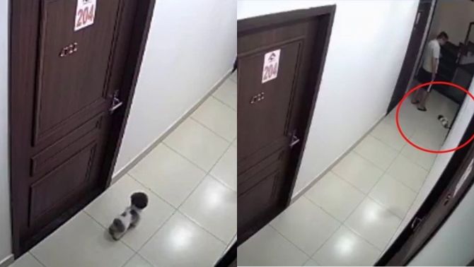 Lời giải thích của nam thanh niên đá chết chú chó nhỏ rồi thản nhiên cho vào thùng rác chung cư