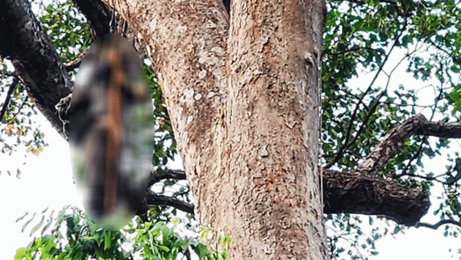 Vụ phát hiện thi thể người đàn ông trên cây cao 40m: Nguyên nhân tử vong và hiện trường thương tâm