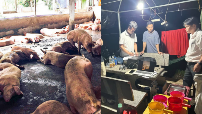Hơn 4100 con lợn dương tính với chất cấm ở Đồng Nai, 'bóc trần' thủ đoạn 'vỗ béo' của thương lái