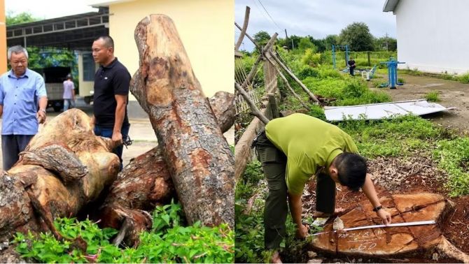 Diễn biến mới vụ hàng xà cừ ở trụ sở xã bị cưa hạ bất thường: Gỗ tại hiện trường không trùng gốc cây