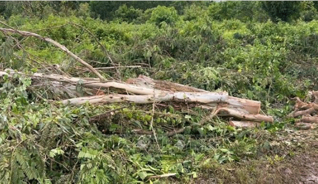 Rủ người quen cưa cây trong vườn, người đàn ông bị cây đè tử vong: Lý do nạn nhân bị cây đè trúng