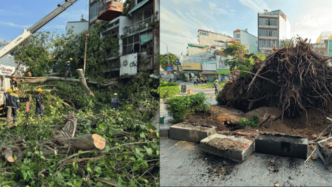 Hiện trường cây cổ thụ cao hơn 20m đổ ập xuống đường giờ cao điểm ở TP.HCM, tình hình mới nhất?