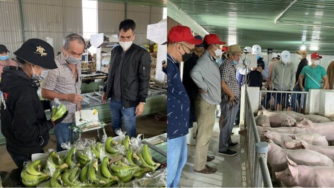 Heo ăn chuối từng là niềm kỳ vọng của bầu Đức hiện tại ra sao?