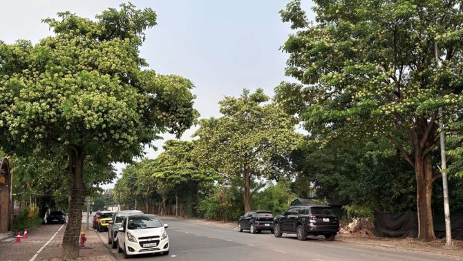 Hà Nội có khoảng 14.400 cây hoa sữa, những tuyến phố nào sẽ được thay thế?