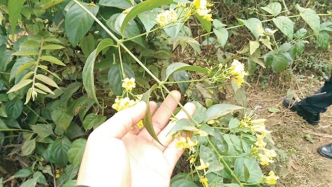 Thông tin chú ý vụ học sinh rủ nhau ăn lá ngón ở Đà Nẵng: 1 em tử vong, 4 người còn lại ra sao?
