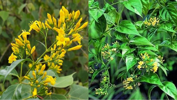 Nguyên nhân nhóm nữ sinh cấp 2 rủ nhau ăn lá ngón ở Đà Nẵng: 1 em tử vong, 4 em còn lại ra sao?