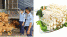 Hà Nội: Tiêu hủy hơn 2,5 tấn nấm kim châm quá hạn sử dụng, phạt công ty vi phạm 70 triệu đồng