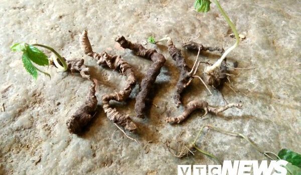 Tuyên Quang: Cả làng vào rừng đào củ đắt như vàng ròng, 300 triệu/kg