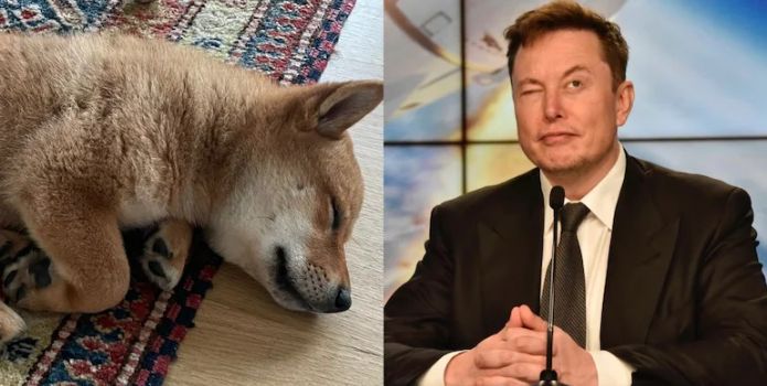 Đăng một bức ảnh chó cưng, Elon Musk làm tiền ảo tăng giá gần 1000%