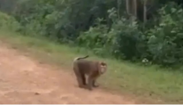 con-khi-hoang-o-quang-binh-tan-cong-5-nguoi-chau-be-7-tuoi-phai-nhap-vien-voi-nhieu-vet-thuong-2