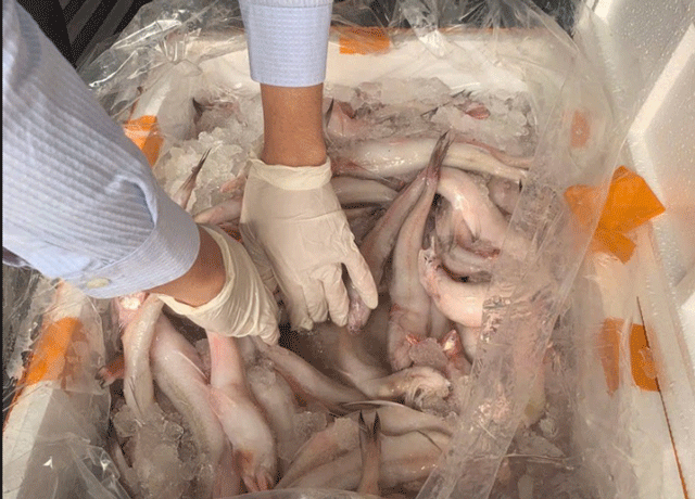 10-tan-ca-khoai-chua-chat-bao-quan-cuc-doc-hoa-chat-uop-ca-doc-muc-nao-dau-hieu-nhan-biet-2