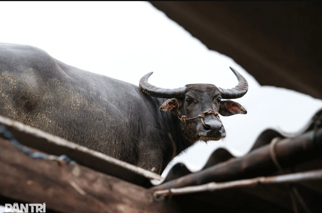 Xuc-dong-canh-chu-trau-mac-ket-gan-1-tuan-tren-mai-nha-biet-trau-con-song-toi-mung-roi-nuoc-mat
