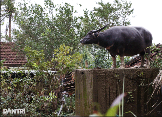 Xuc-dong-canh-chu-trau-mac-ket-gan-1-tuan-tren-mai-nha-biet-trau-con-song-toi-mung-roi-nuoc-mat-2