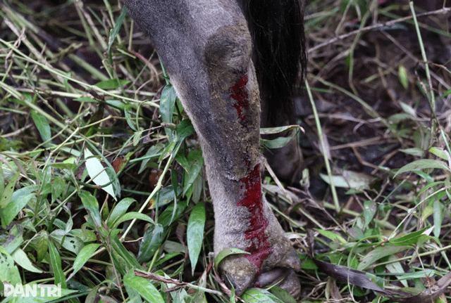 Xuc-dong-canh-chu-trau-mac-ket-gan-1-tuan-tren-mai-nha-biet-trau-con-song-toi-mung-roi-nuoc-mat-5