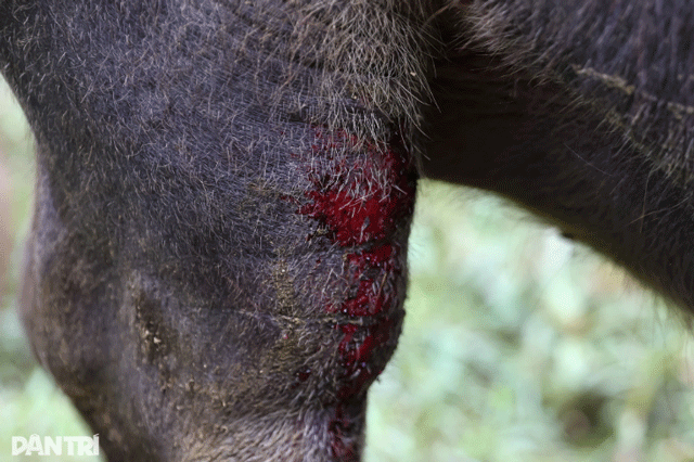 Xuc-dong-canh-chu-trau-mac-ket-gan-1-tuan-tren-mai-nha-biet-trau-con-song-toi-mung-roi-nuoc-mat-7