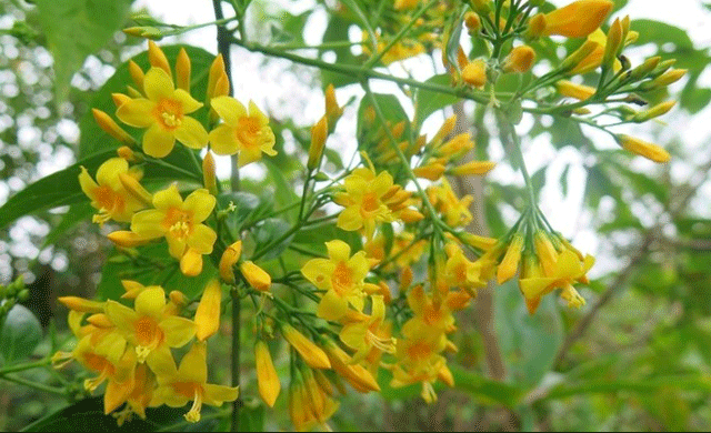 5-hoc-sinh-an-la-ngon-1