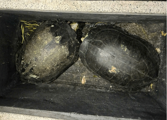 Chuyen-hy-huu-cong-an-lam-viec-vu-4-anh-em-ruot-ru-nhau-an-trom-rua-tai-chua-chiem-phuoc-mang-ban-2