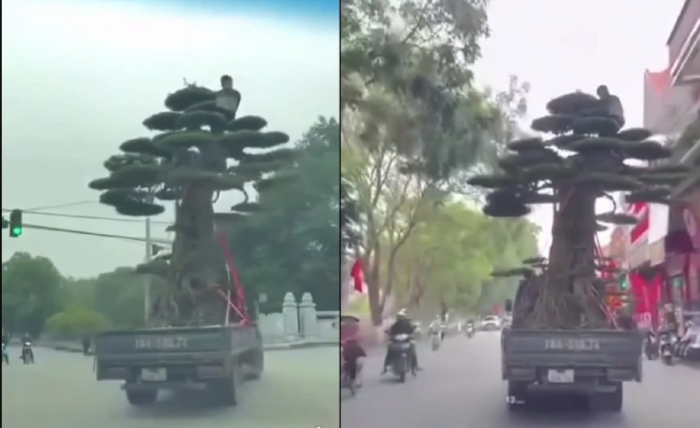 danh-tinh-tai-xe-cho-cay-canh-va-nguoi-o-ninh-binh0bi-xu-phat-33-trieu-va-tru-2-diem-giay-ơphap-lai-xe-1