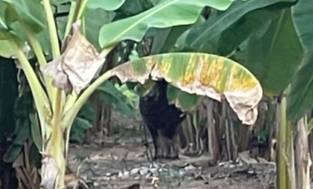 Con-trau-huc-nguoi-3