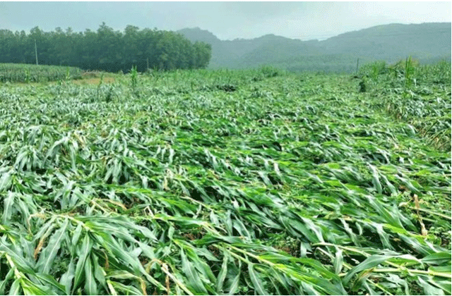 Loc-xoay-o-quang-tri-1