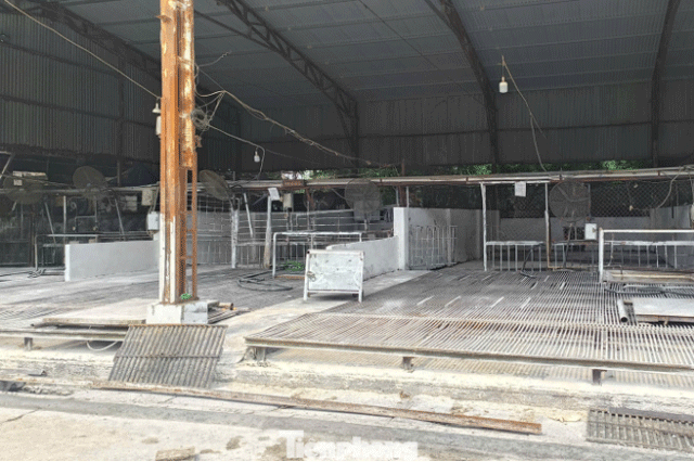 300-tan-thit-lon-benh-2