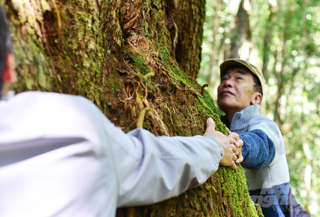 Cay-co-thu-quy-hiem-1100-tuoi-bau-vat-cua-viet-nam-duoc-nguoi-dan-ban-dia-tim-moi-cach-bao-ve-10