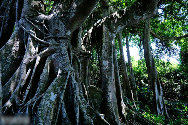 Cay-da-gan-1000-nam-tuoi-co-hinh-dang-hung-vi-bac-nhat-viet-nam-la-diem-nong-thu-hut-khach-du-lich-12