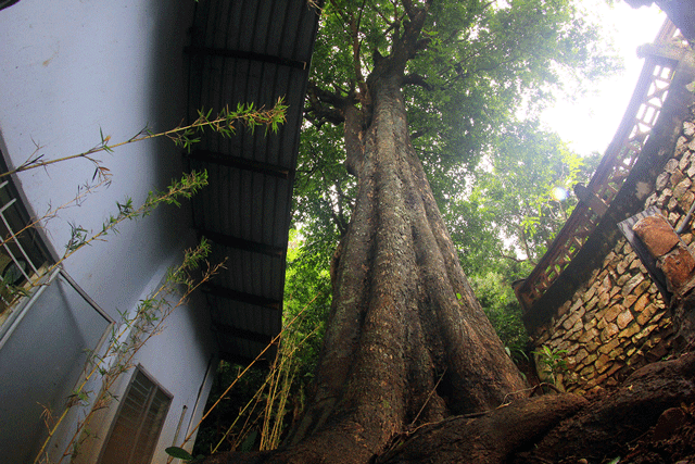 Noi-duy-nhat-co-den-7-cay-duoc-cong-nhan-la-cay-di-san-viet-nam-cay-tuoi-doi-cao-nhat-600-nam-tuoi