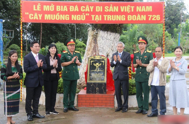 thong-tin-xa-co-20-cay-go-quy-di-san-viet-nam-co-cay-gan-440-tuoi-duoc-nguoi-dan-xem-nhu-bau-vat