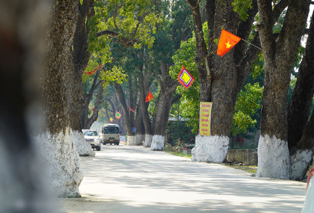 Hang-cay-xa-cu-co-thu-tram-tuoi-o-thanh-hoa-di-san-viet-nam-cay-cao-nhat-bang-toa-nha-10-tang-9