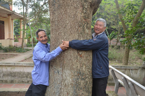 cay-sua-thuoc-top-tuoi-doi-cao-nhat-viet-nam-hon-400-tuoi-duoc-dai-gia-bac-ninh-mua-26-ty-dong-3