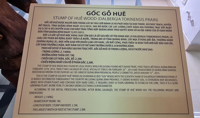 Hai-cha-con-di-danh-ca-tung-vot-duoc-khuc-go-thuoc-loai-dat-nhat-the-gioi-nang-2-1-tan-gia-17-ty-2