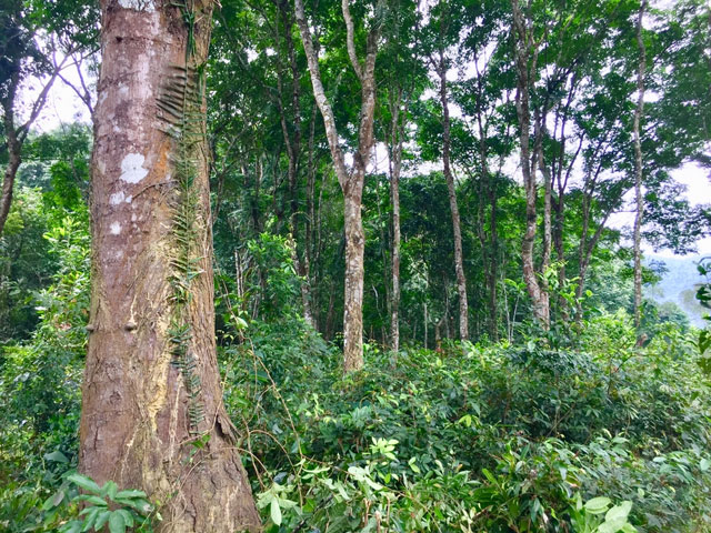 Ho-dan-o-ha-tinh-co-300-goc-cay-co-thu-thuoc-loai-go-quy-hiem-o-viet-nam-luon-tu-choi-ban-du-duoc-tra-gia-hang-ty-dong-10