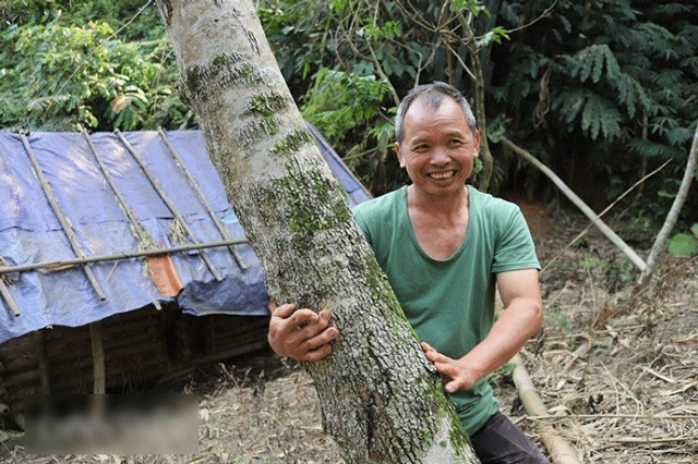 Ho-dan-o-lao-cai-co-400-goc-cay-thuoc-loai-dat-nhat-the-gioi-tung-co-gia-20-ty-m3-cay-to-nhat-nang-khoang-100-kg-loi-8