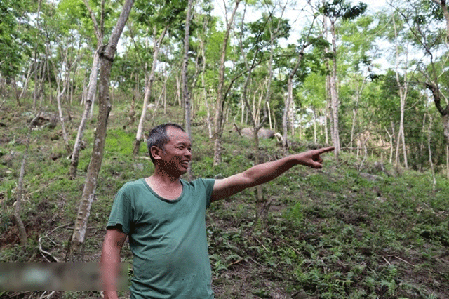 Ho-dan-o-lao-cai-co-400-goc-cay-thuoc-loai-dat-nhat-the-gioi-tung-co-gia-20-ty-m3-cay-to-nhat-nang-khoang-100-kg-loi