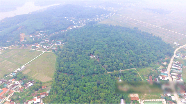 Lang-co-hon-1-nghin-cay-co-thu-tram-tuoi-thuoc-loai-go-quy-o-viet-nam-gia-25-trieu-m3-duoc-nguoi-dan-xem-la-bau-vat