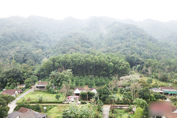 https://baohatinh.vn/nong-nghiep/nghin-dem-giu-rung-lim-giua-dai-ngan-truong-son-ha-tinh/192782.htm