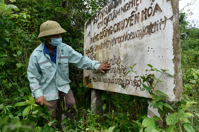 Lang-so-huu-gan-1300-cay-thuoc-loai-go-quy-nhat-viet-nam-nien-dai-hon-100-nam-chua-tung-chat-pha