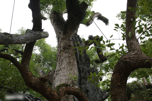 Tinh-nao-o-viet-nam-co-mot-trong-hai-cay-da-huong-dai-thu-lon-nhat-the-gioi-goc-to-den-8-nguoi-om-11