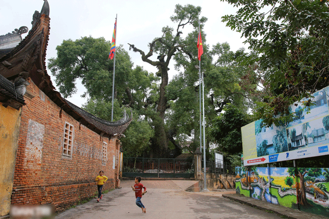 Tinh-nao-o-viet-nam-co-mot-trong-hai-cay-da-huong-dai-thu-lon-nhat-the-gioi-goc-to-den-8-nguoi-om-9