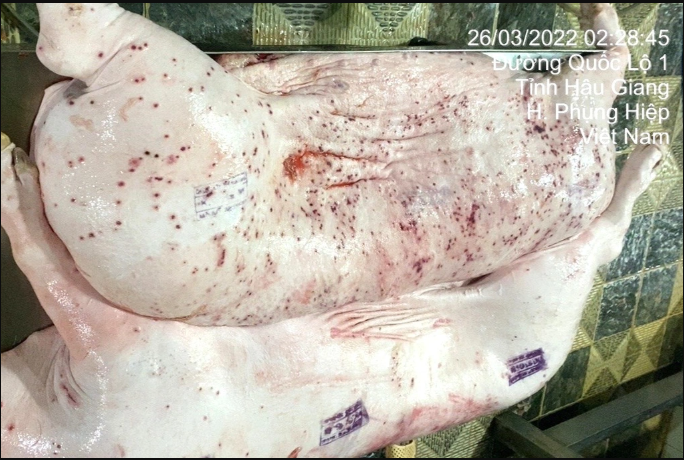so-nn-mt-tinh-soc-trang-thong-tin-nong-ve-anh-heo-benh-duoc-cong-ty-cp-tra-tron-ban-ra-thi-truong