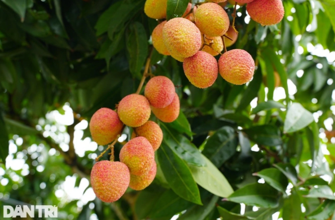 Moi-ngay-tre-em-va-nguoi-lon-duoc-an-toi-da-bao-nhieu-qua-vai-de-tranh-ha-duong-huyet-cap-tinh