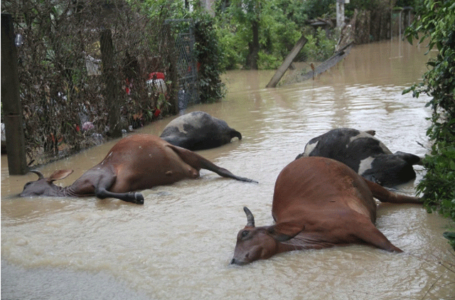 Tin-moi-nhat-ve-thiet-hai-mua-lu-o-mien-trung-43-nguoi-chet-9-nguoi-mat-tich-thiet-hai-hon-3000-ty-8
