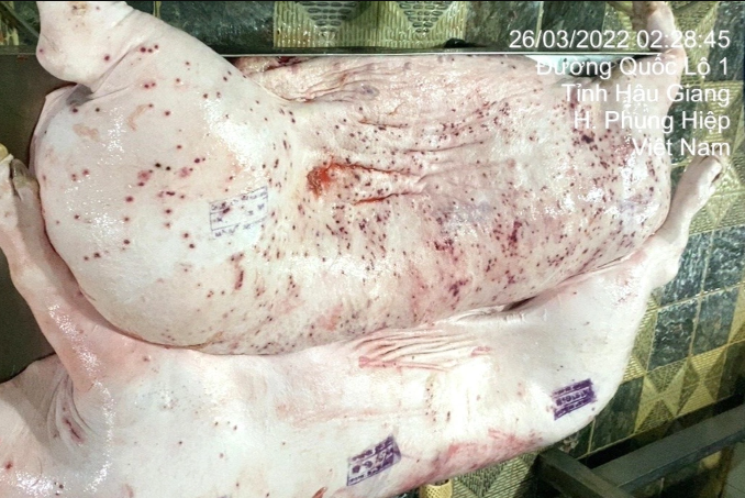 Nong-ket-qua-xet-nghiem-thit-heo-sau-khi-cong-ty-cp-o-soc-trang-bi-to-ban-heo-benh-ra-thi-truong-2