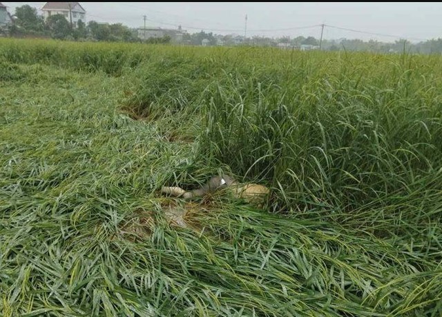 cao-bang-nguoi-dan-dia-phuong-so-hai-khi-phat-hien-thi-the-nam-gioi-o-noi-khac-trong-ruong-lua